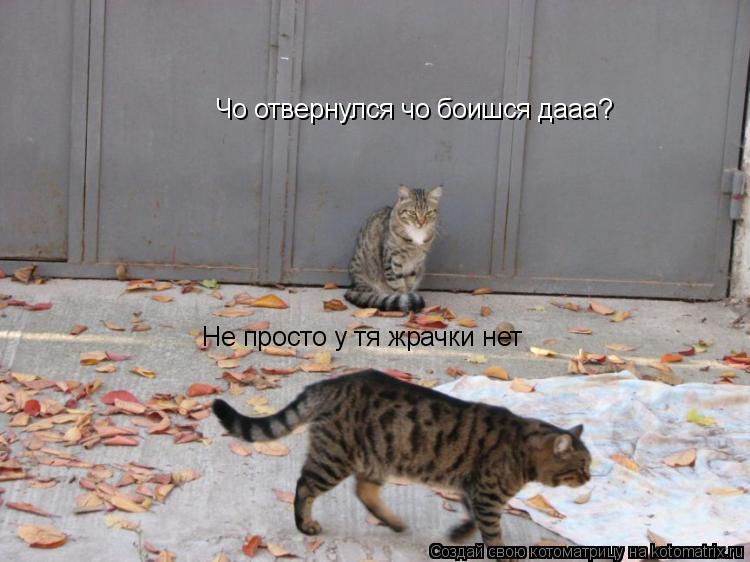 Котоматрица: Чо отвернулся чо боишся дааа? Не просто у тя жрачки нет