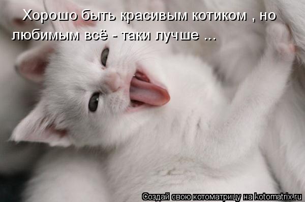 Котоматрица: Хорошо быть красивым котиком , но любимым всё - таки лучше ...