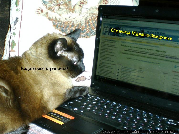 Котоматрица: Страница Мурчика-Замурчика Видите моя страничка!