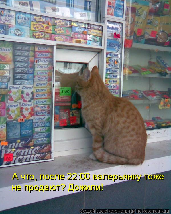 Котоматрица: А что, после 22:00 валерьянку тоже не продают? Дожили!