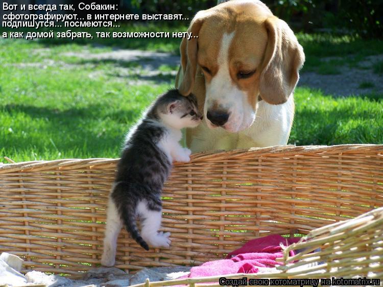 Котоматрица: сфотографируют... в интернете выставят... а как домой забрать, так возможности нету... Вот и всегда так, Собакин: подпишутся... посмеются...