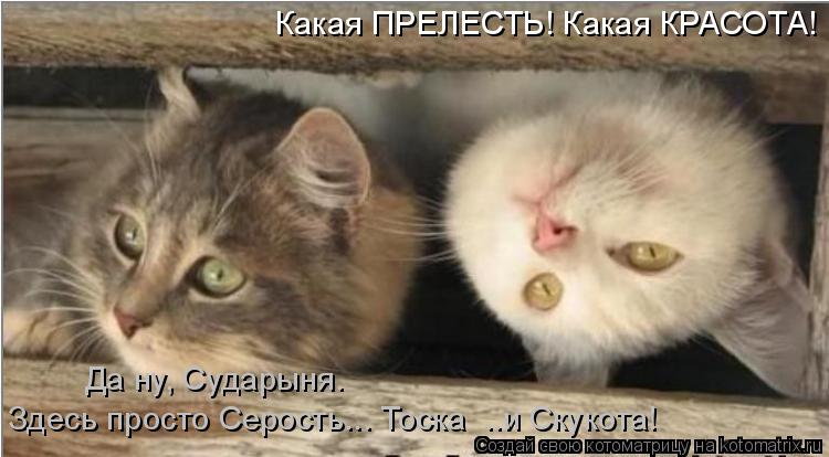 Какая ПРЕЛЕСТЬ! Какая КРАСОТА! Да ну, Сударыня. Здесь просто Серость... Тоска ..и Скукота!... Котоматрица: Какая ПРЕЛЕСТЬ! Какая КРАСОТА! Да ну, Сударыня. Здесь просто Серость... Тоска ..и Скукота!