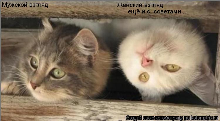 Котоматрица: Мужской взгляд Женский взгляд  ещё и с  советами...