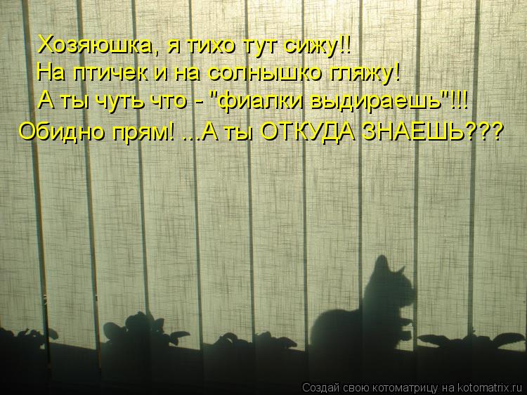 Хозяюшка, я тихо тут сижу!! На птичек и на солнышко гляжу! А ты чуть что - "фиалки выдираешь"!!! Обид... Котоматрица: Хозяюшка, я тихо тут сижу!! На птичек и на солнышко гляжу! А ты чуть что - "фиалки выдираешь"!!! Обидно прям! ...А ты ОТКУДА ЗНАЕШЬ???