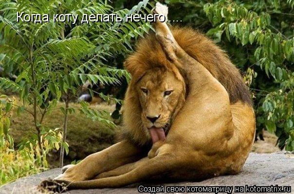 Котоматрица: Когда коту делать нечего.....