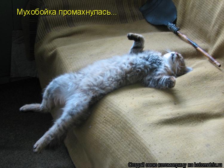 Мухобойка промахнулась...... Котоматрица: Мухобойка промахнулась...