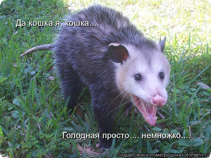 Котоматрица: Да кошка я, кошка.... Голодная просто.... немножко....