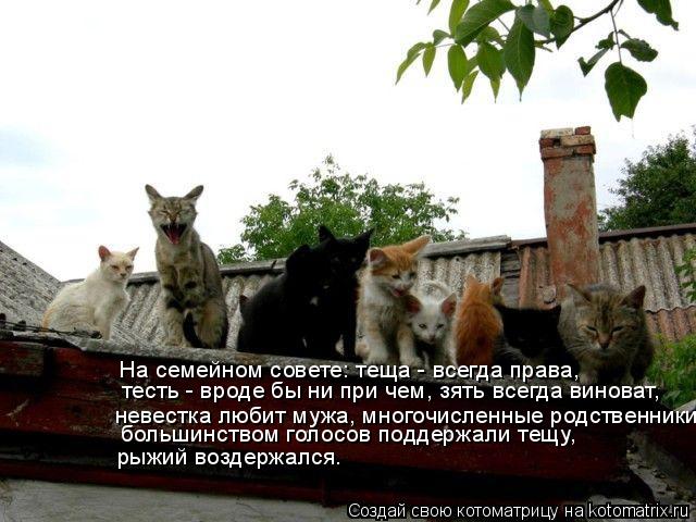 Котоматрица: На семейном совете: теща - всегда права, тесть - вроде бы ни при чем, зять всегда виноват, невестка любит мужа, многочисленные родственники бо