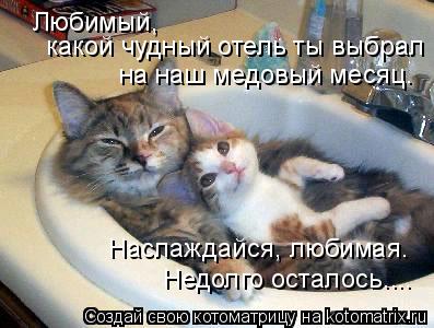 Любимый, какой чудный отель ты выбрал на наш медовый месяц. Наслаждайся, любимая. Недолго осталось..... Котоматрица: Любимый, какой чудный отель ты выбрал на наш медовый месяц. Наслаждайся, любимая. Недолго осталось....