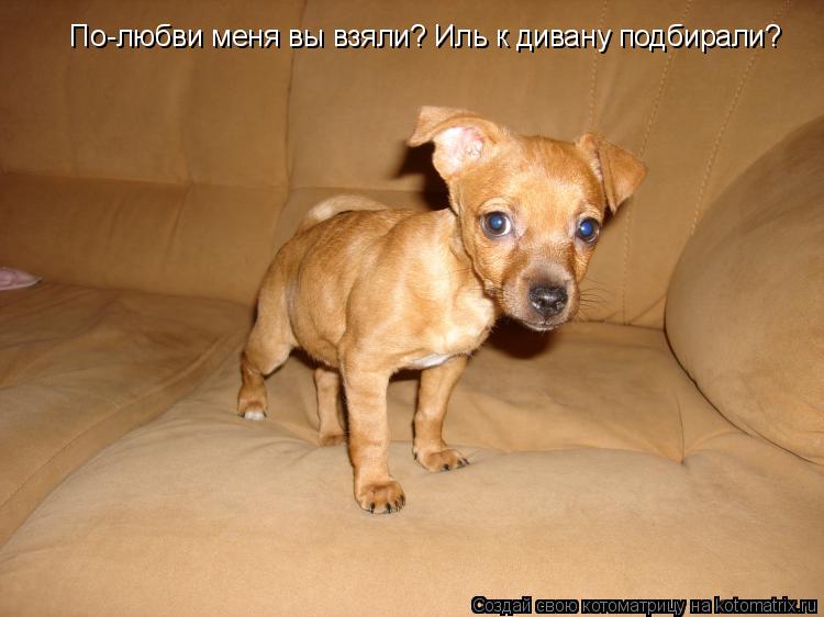 По-любви меня вы взяли? Иль к дивану подбирали?... Котоматрица: По-любви меня вы взяли? Иль к дивану подбирали?