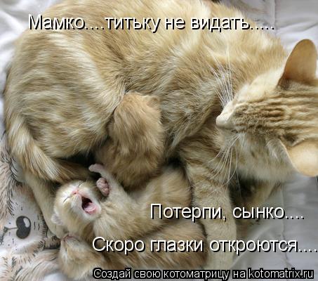 Котоматрица: Мамко....титьку не видать..... Потерпи, сынко.... Скоро глазки откроются....