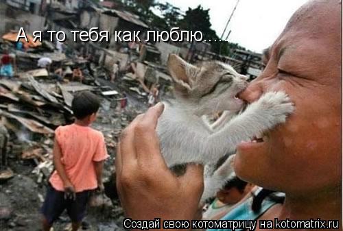 Котоматрица: А я то тебя как люблю.....