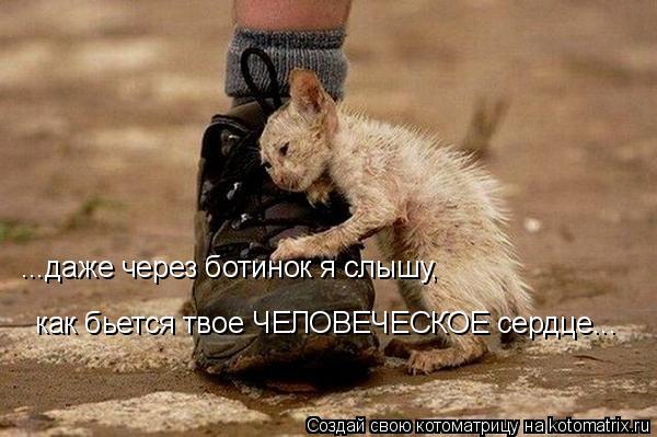 ...даже через ботинок я слышу, как бьется твое ЧЕЛОВЕЧЕСКОЕ сердце...... Котоматрица: ...даже через ботинок я слышу, как бьется твое ЧЕЛОВЕЧЕСКОЕ сердце...