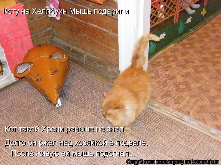 Долго он ржал над хозяйкой в подвале. После живую ей мышь подогнал... Коту на Хеллоуин Мышь подарили... Котоматрица: Долго он ржал над хозяйкой в подвале. После живую ей мышь подогнал... Коту на Хеллоуин Мышь подарили. Кот такой Хрени раньше не знал.