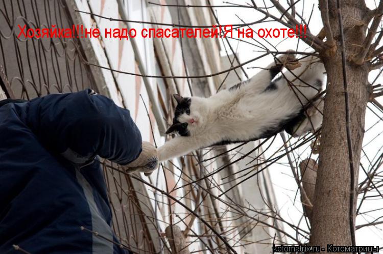 Хозяйка!!!не надо спасателей!Я на охоте!!!... Котоматрица: Хозяйка!!!не надо спасателей!Я на охоте!!!