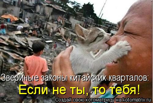Котоматрица: Звериные законы китайских кварталов:  Если не ты, то тебя!