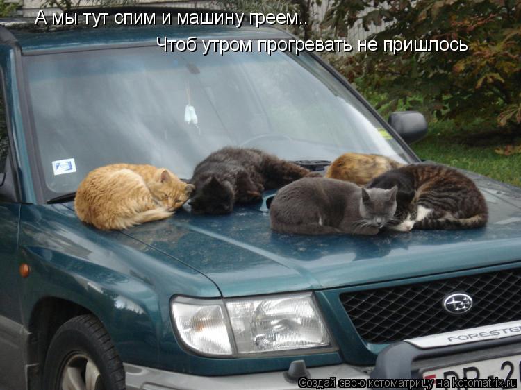 Котоматрица: А мы тут спим и машину греем.. Чтоб утром прогревать не пришлось