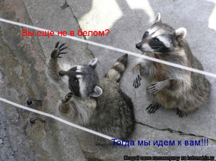 Котоматрица: Вы еще не в белом? Тогда мы идем к вам!!!