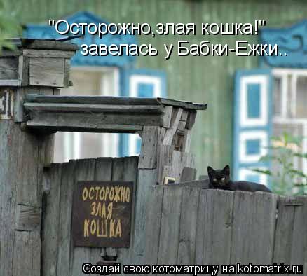 Котоматрица: "Осторожно,злая кошка!" завелась у Бабки-Ежки..