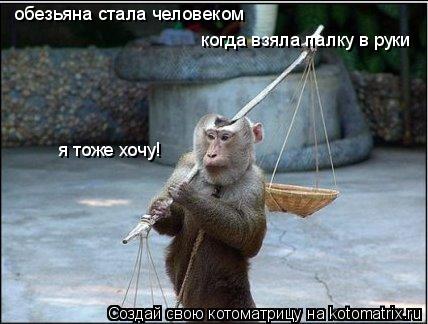обезьяна стала человеком когда взяла палку в руки я тоже хочу!... Котоматрица: обезьяна стала человеком когда взяла палку в руки я тоже хочу!