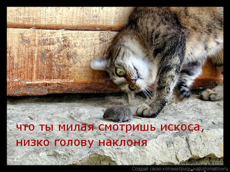что ты милая смотришь искоса низко голову наклоня ,... Котоматрица: что ты милая смотришь искоса низко голову наклоня ,