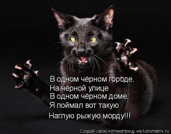 В одном чёрном городе. На чёрной улице В одном чёрном доме. Я поймал вот такую Наглую рыжую морду!!!... Котоматрица: В одном чёрном городе. На чёрной улице В одном чёрном доме. Я поймал вот такую Наглую рыжую морду!!!