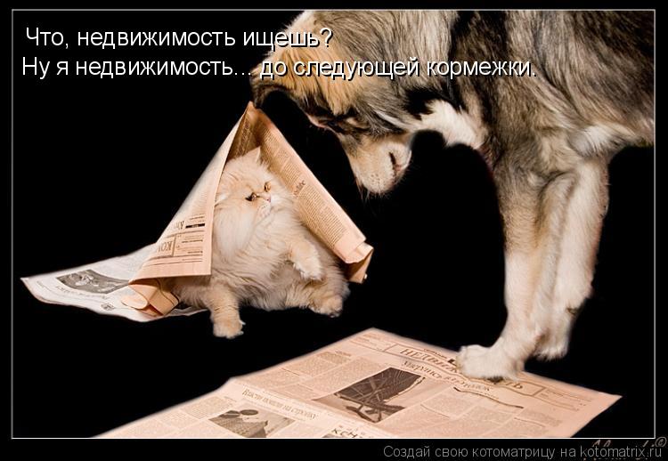 Что, недвижимость ищешь? Ну я недвижимость... до следующей кормежки.... Котоматрица: Что, недвижимость ищешь? Ну я недвижимость... до следующей кормежки.