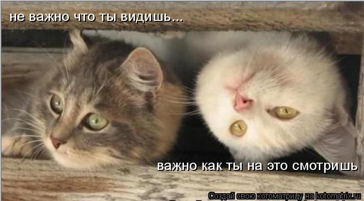 Котоматрица: не важно что ты видишь... важно как ты на это смотришь