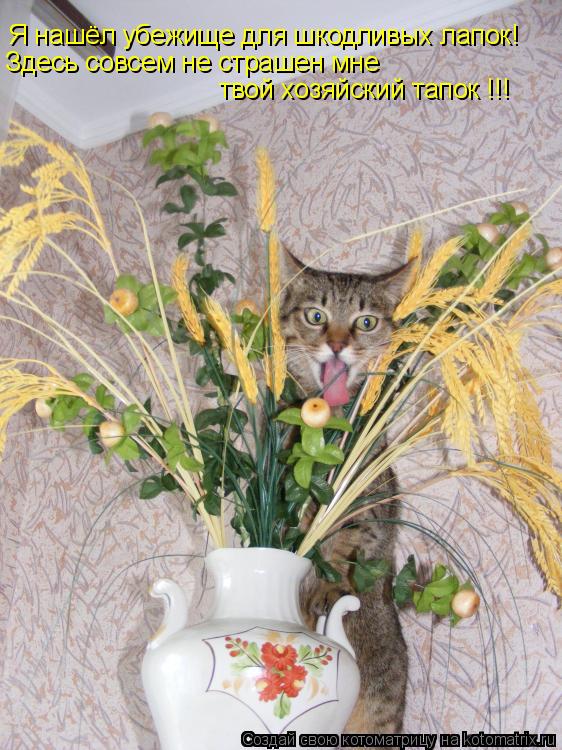 Котоматрица: Я нашёл убежище для шкодливых лапок! Здесь совсем не страшен мне твой хозяйский тапок !!!