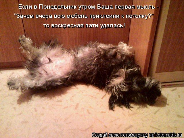 Котоматрица: Если в Понедельник утром Ваша первая мысль - "Зачем вчера всю мебель приклеили к потолку?" то воскресная пати удалась!
