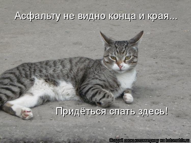 Котоматрица: Асфальту не видно конца и края... Придёться спать здесь!