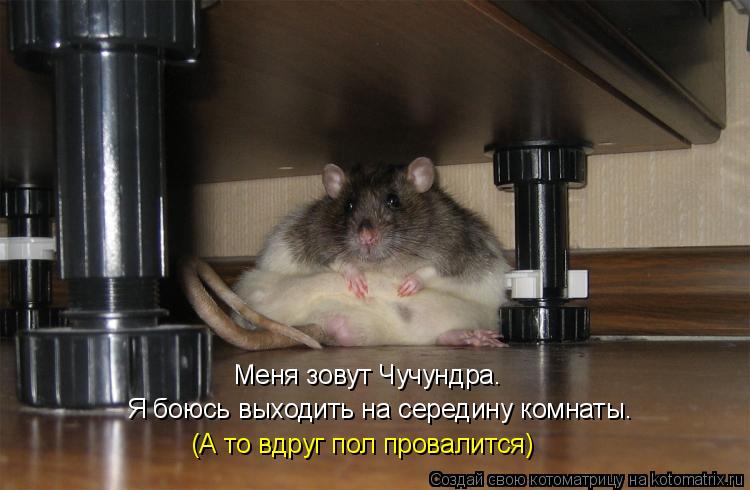Котоматрица: Меня зовут Чучундра.  Я боюсь выходить на середину комнаты. (А то вдруг пол провалится)