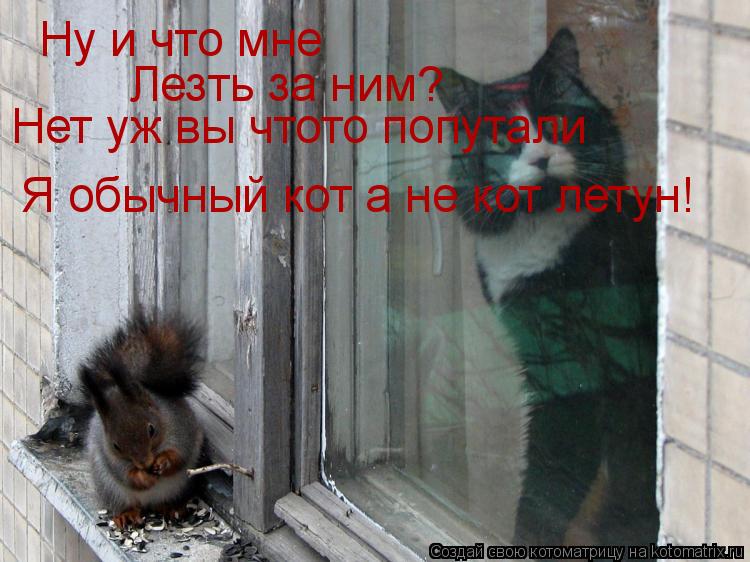 Котоматрица: Ну и что мне Лезть за ним? Нет уж вы чтото попутали Я обычный кот а не кот летун!