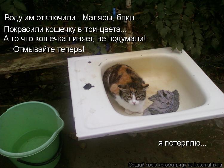 Котоматрица: Покрасили кошечку в-три-цвета... А то что кошечка линяет, не подумали! Отмывайте теперь! Воду им отключили...Маляры, блин... я потерплю...
