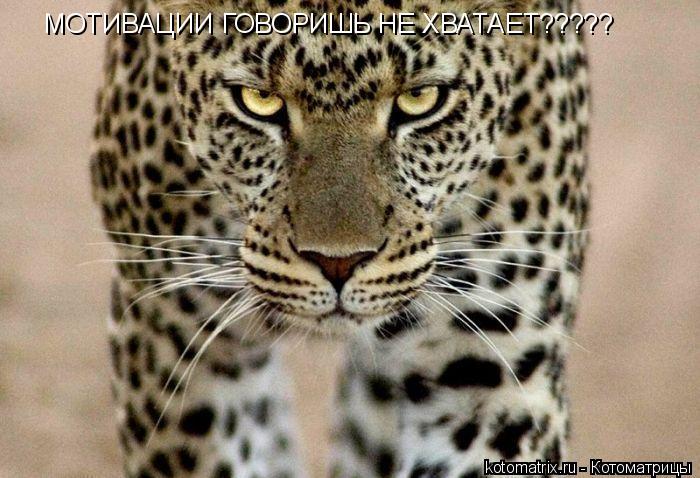 Котоматрица: МОТИВАЦИИ ГОВОРИШЬ НЕ ХВАТАЕТ?????