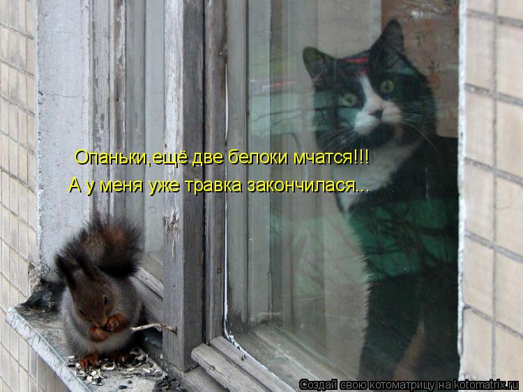 Котоматрица: Опаньки,ещё две белоки мчатся!!! А у меня уже травка закончилася...