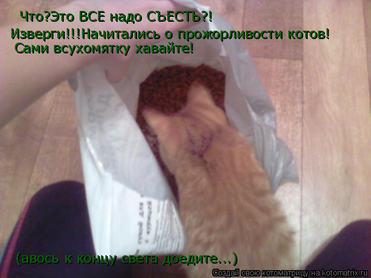 Котоматрица: Что?Это ВСЕ надо СЪЕСТЬ?! Изверги!!!Начитались о прожорливости котов! Сами всухомятку хавайте! (авось к концу света доедите...)