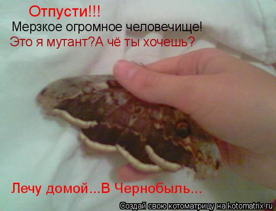 Котоматрица: Отпусти!!! Мерзкое огромное человечище! Это я мутант?А чё ты хочешь? Лечу домой...В Чернобыль...