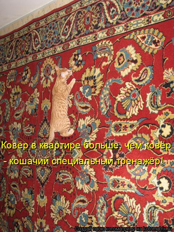 Котоматрица: Ковёр в квартире больше, чем ковёр - - кошачий специальный тренажёр!