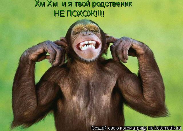 Котоматрица: Хм Хм  и я твой родственик НЕ ПОХОЖ!!!!