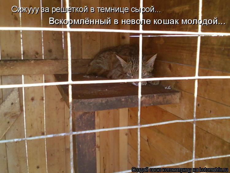 Котоматрица: Сижууу за решёткой в темнице сырой... Вскормлённый в неволе кошак молодой...