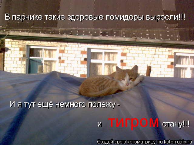 Котоматрица: В парнике такие здоровые помидоры выросли!!! И я тут ещё немного полежу - тигром и                                                стану!!!
