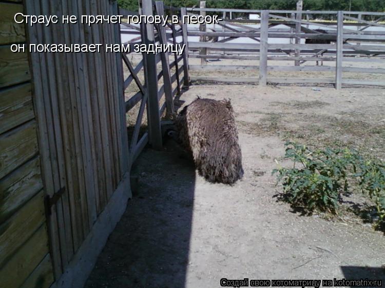Котоматрица: Страус не прячет голову в песок- он показывает нам задницу