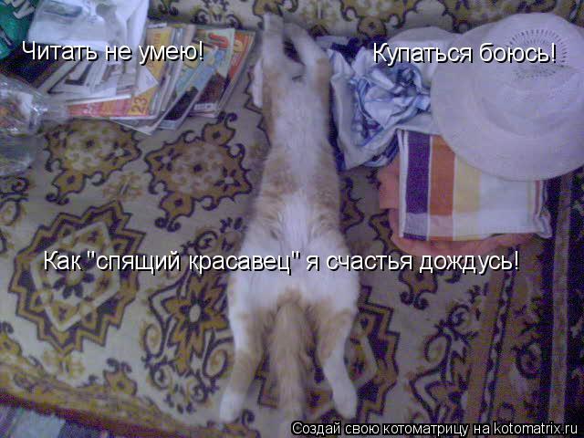 Котоматрица: Читать не умею! Купаться боюсь! Как "спящий красавец" я счастья дождусь!