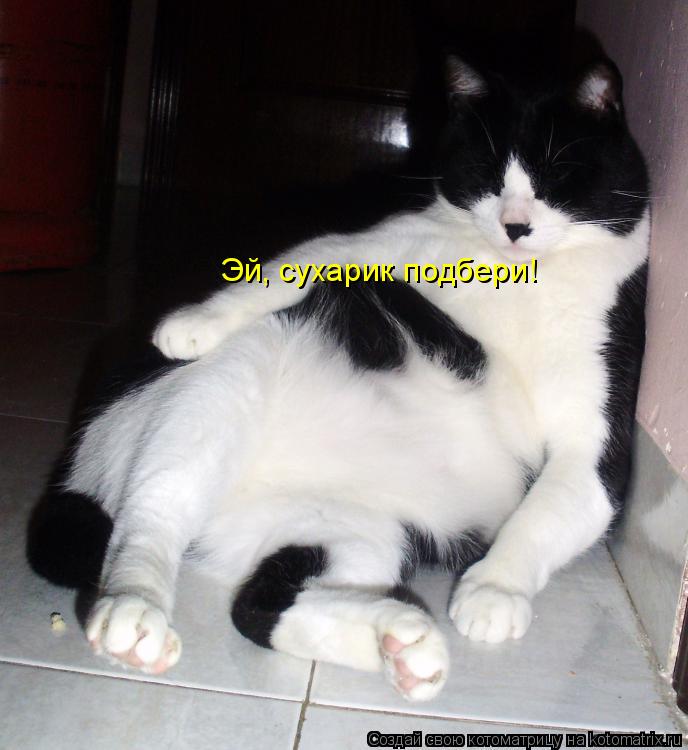 Котоматрица: Эй, сухарик подбери!