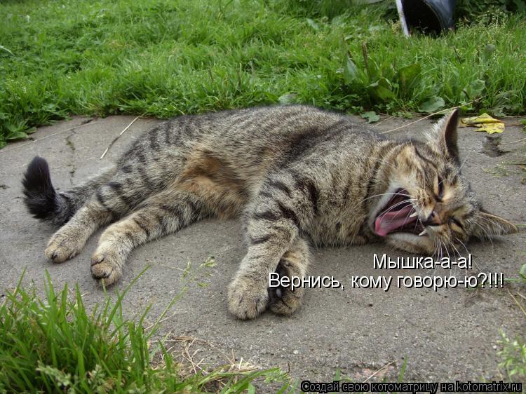 Котоматрица: Мышка-а-а! Вернись, кому говорю-ю?!!!