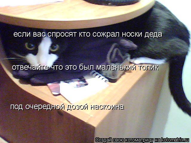 Котоматрица: если вас спросят кто сожрал носки деда отвечайте что это был маленький толик под очередной дозой наскоина