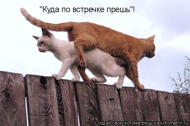 Котоматрица: "Куда по встречке прешь"!