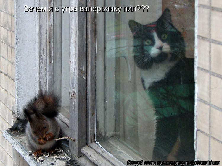 Котоматрица: Зачем я с утра валерьянку пил???