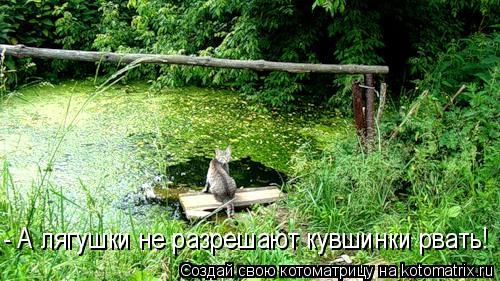 Котоматрица: - А лягушки не разрешают кувшинки рвать!